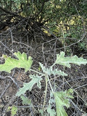 Sphaeralcea fendleri