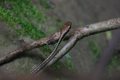 Dendrelaphis cyanochloris