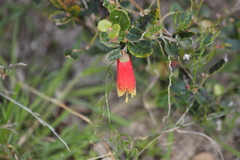 Correa reflexa scabridula