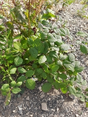 Rubus creticus