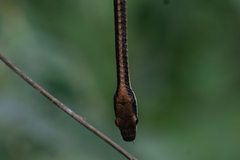 Dendrelaphis cyanochloris