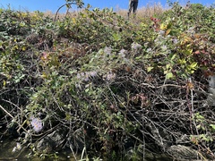 Symphyotrichum lentum