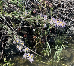 Symphyotrichum lentum