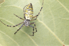 Argiope bruennichi