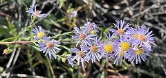 Symphyotrichum lentum