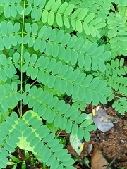 Adenanthera