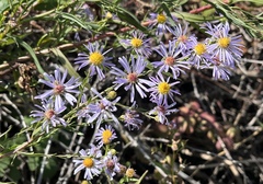 Symphyotrichum lentum