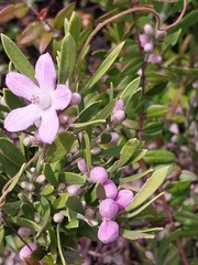 Eriostemon australasius