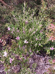 Eriostemon australasius