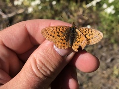Boloria epithore
