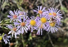Symphyotrichum lentum