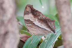 Yoma sabina