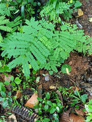 Adenanthera