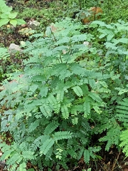 Adenanthera