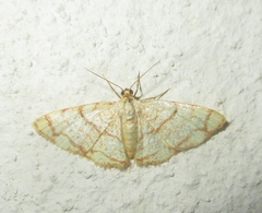 Lomographa indularia