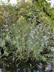 Symphyotrichum lentum
