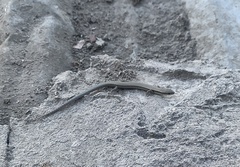 Ablepharus deserti
