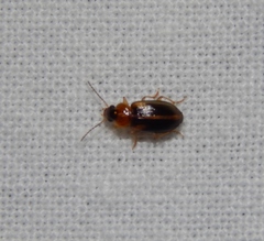 Stenolophini