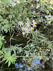 Symphyotrichum lentum