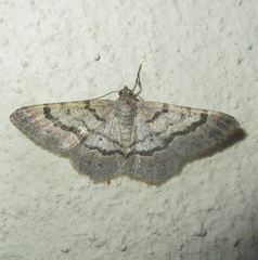 Chiasmia tecnium