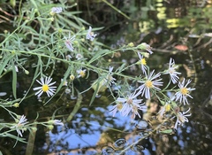 Symphyotrichum lentum