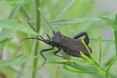 Acanthocephala terminalis