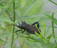 Acanthocephala terminalis