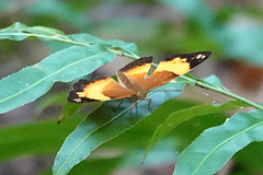 Cupha prosope