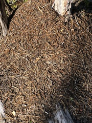Formica obscuripes