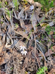 Caladenia