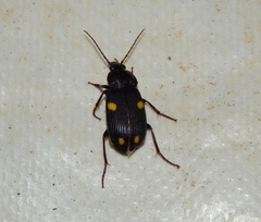 Chlaenius quadripustulatus