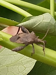 Acanthocoris sordidus