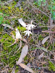 Caladenia
