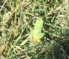 Agalychnis dacnicolor