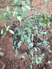 Plantaginaceae