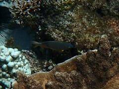 Plectroglyphidodon gascoynei