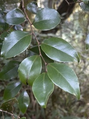 Dovyalis lucida