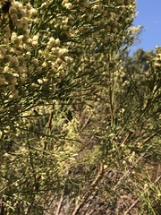 Baccharis sarothroides