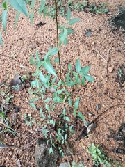 Azadirachta indica