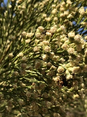 Baccharis sarothroides