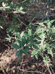 Phillyrea latifolia