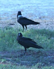 Corvus albicollis