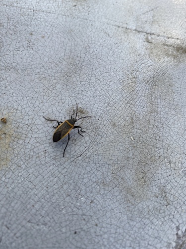iNaturalist observation photo of California Bordered Plant Bug