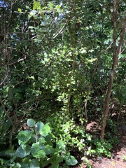 Pterophylla racemosa