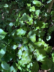 Pterophylla racemosa