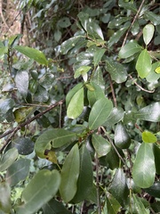 Ficus craterostoma