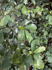 Ficus craterostoma