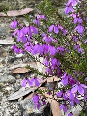Tetratheca ericifolia