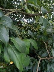 Persea americana