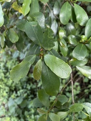 Ficus craterostoma